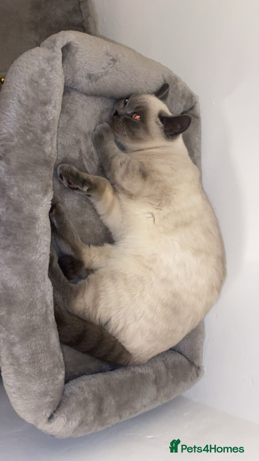 British Shorthair cats for sale: British shorthair for sale  - Image 5