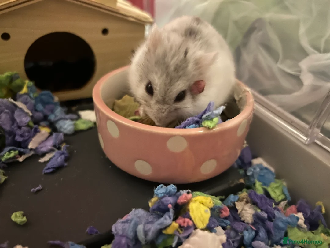 Hamster rodents for sale: Dwarf hamster - Advert 4