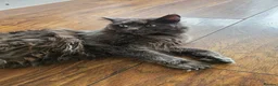 Maine Coon cats for sale: pure MAINE COONS - Advert 26