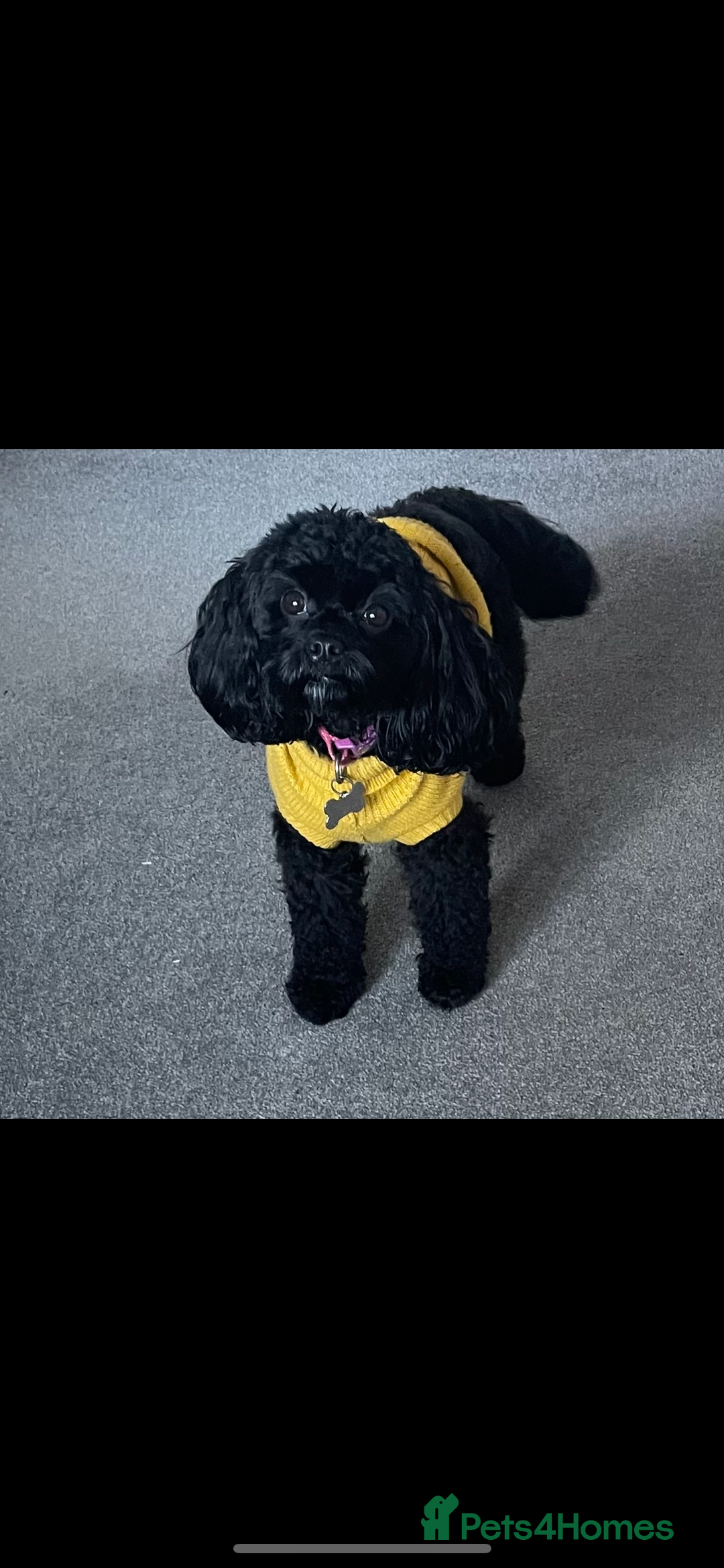 Cavapoo dogs for sale: F1b cavapoo puppies due 10th August  - Image 2