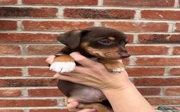 Jack Russell dogs for sale: READY NOW - beautiful tiny choc babies! 1 girly  - Image 32