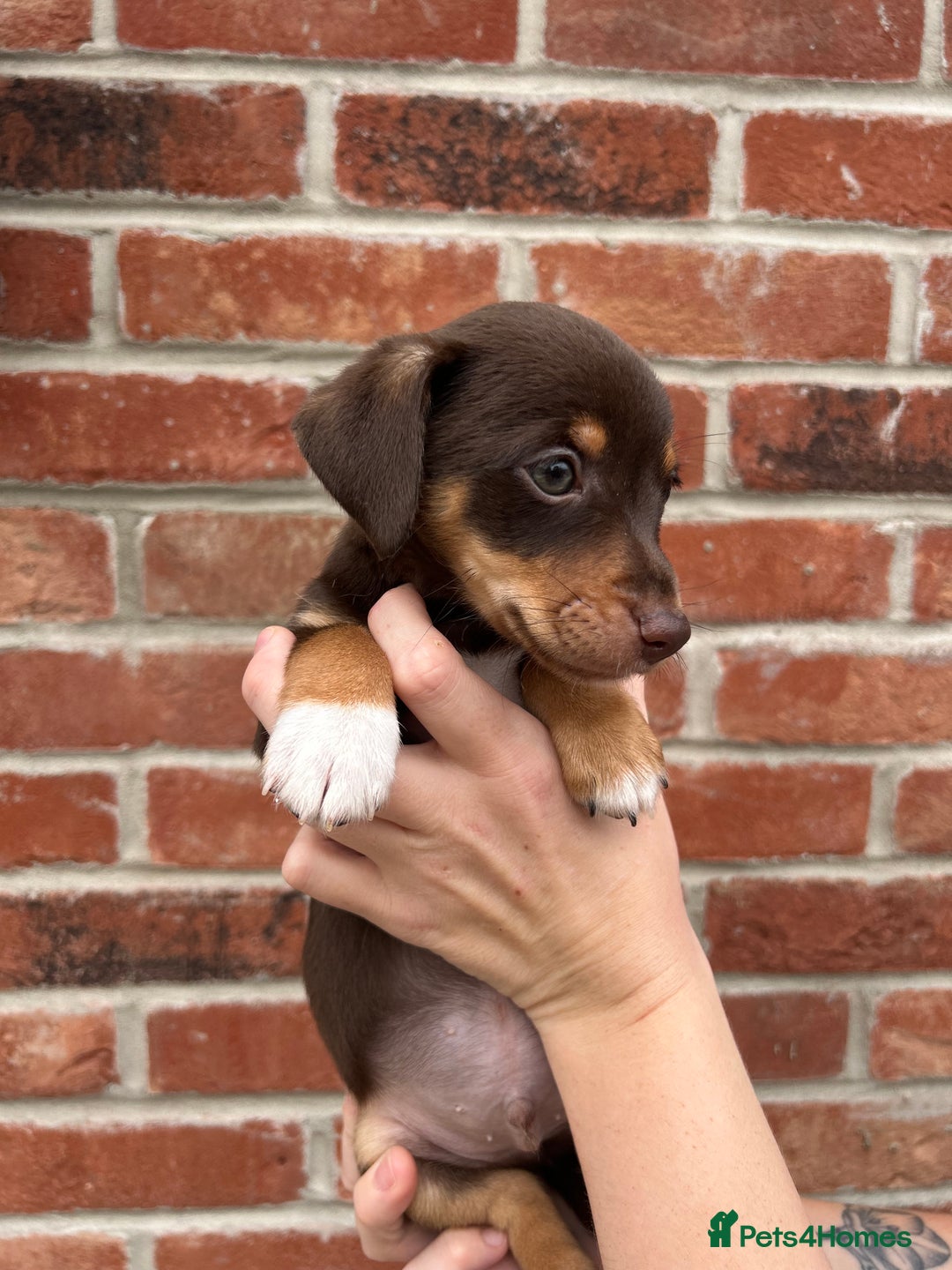 Jack Russell dogs for sale: READY NOW - beautiful tiny choc babies! 1 girly  - Image 32