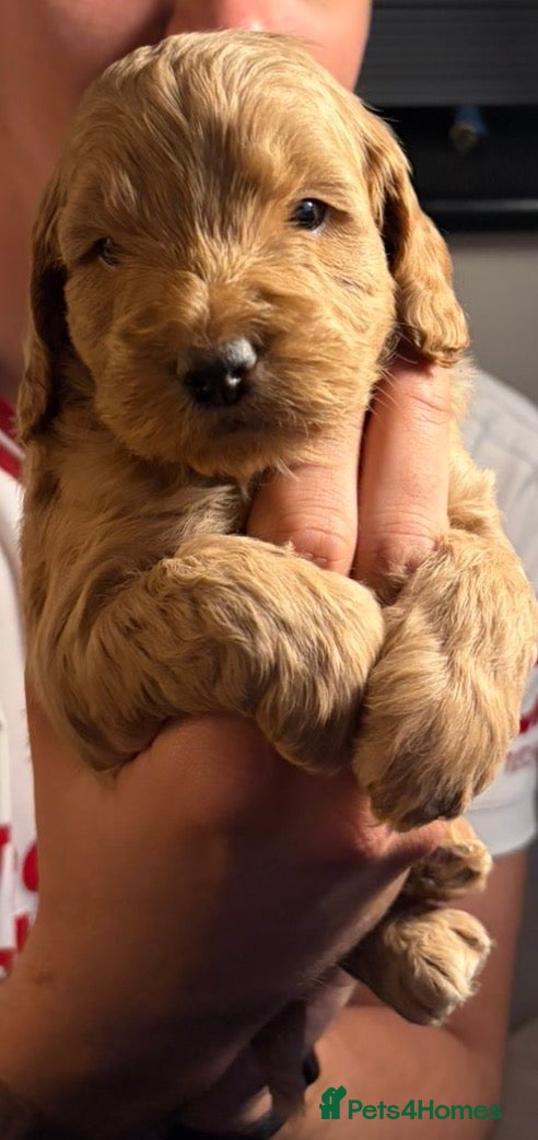 Cockapoo dogs 🐾 Beautiful F3 Cockapoo Puppies 🐾 - Advert 4