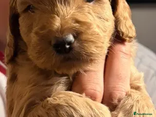 Cockapoo dogs 🐾 Beautiful F3 Cockapoo Puppies 🐾 - Advert 14