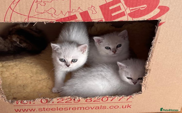 British Shorthair cats - Advert 3