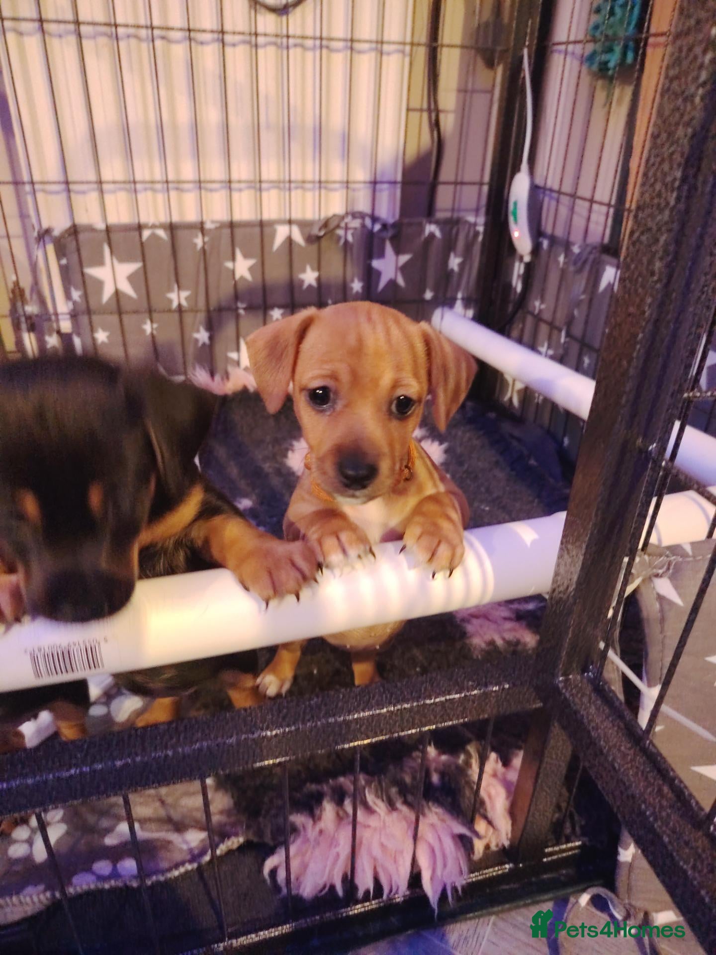 Jackshund dogs for sale: Jack Russell x miniature dachshund - Advert 2