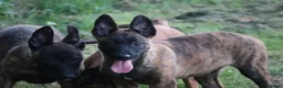 Belgian Shepherd Dog dogs for sale: Pups from world champion CHANCE - Advert 23