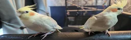 Cockatiels birds for sale: 2 twin brother cockatiels  - Advert 7