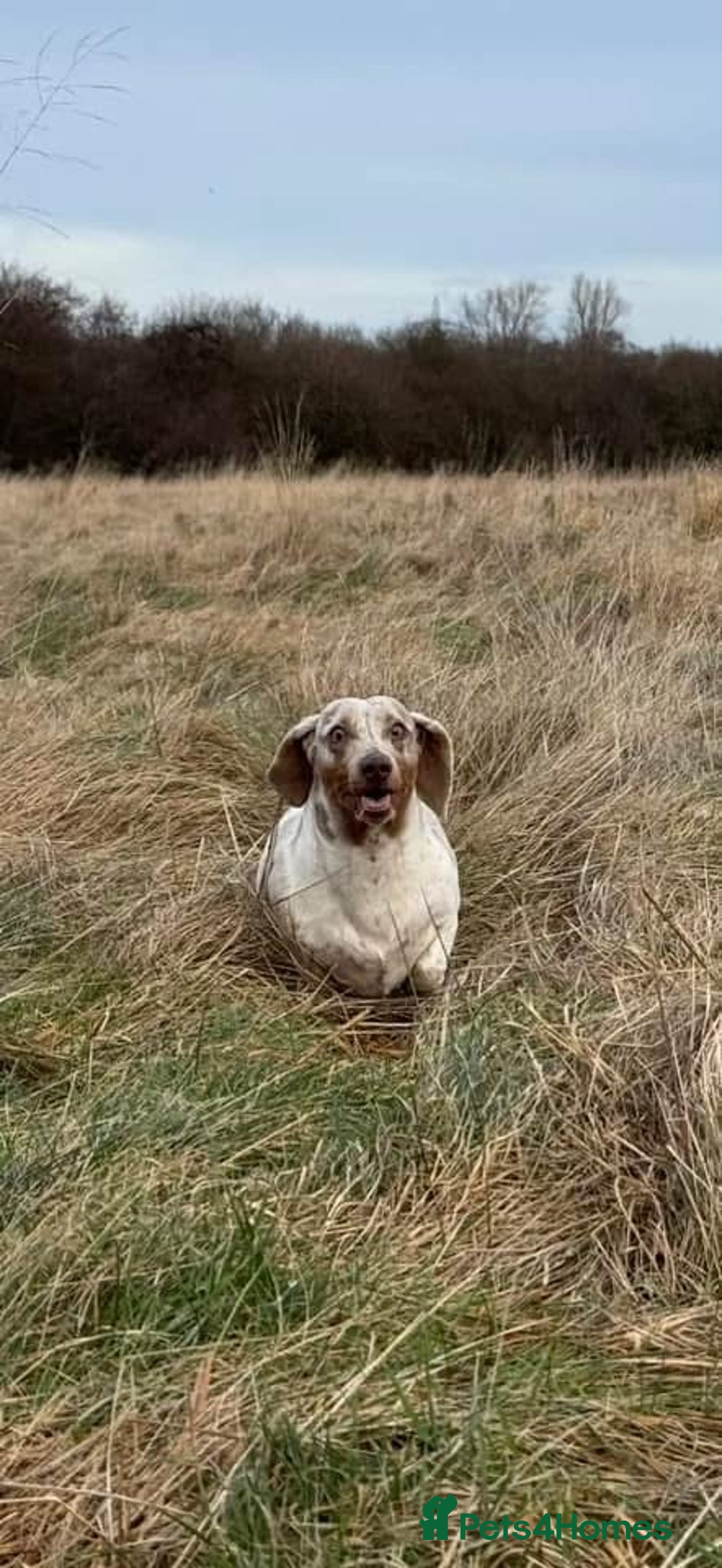 Miniature Dachshund dogs for sale: Miniature Dachshund for sale - Image 4