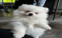 Pomeranian dogs for sale: Tiny Pomeranian Girl Puppy READY NOW - Image 2