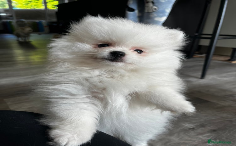 Pomeranian dogs - Advert 2