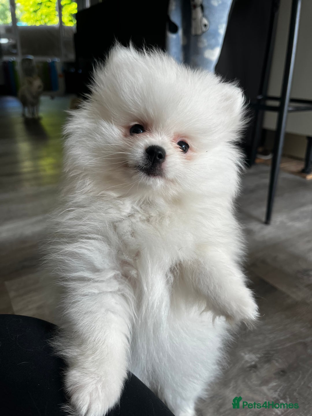 Pomeranian dogs for sale: Tiny Pomeranian Girl Puppy READY NOW - Image 2