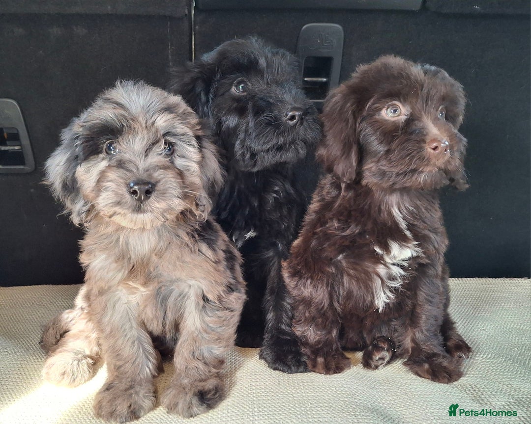 Sproodle dogs for sale: Gorgeous f1b sproodle pups, dna tests. - Image 6