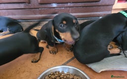 Miniature Dachshund dogs for sale: Gorgeous pure miniature daschunds - Image 4