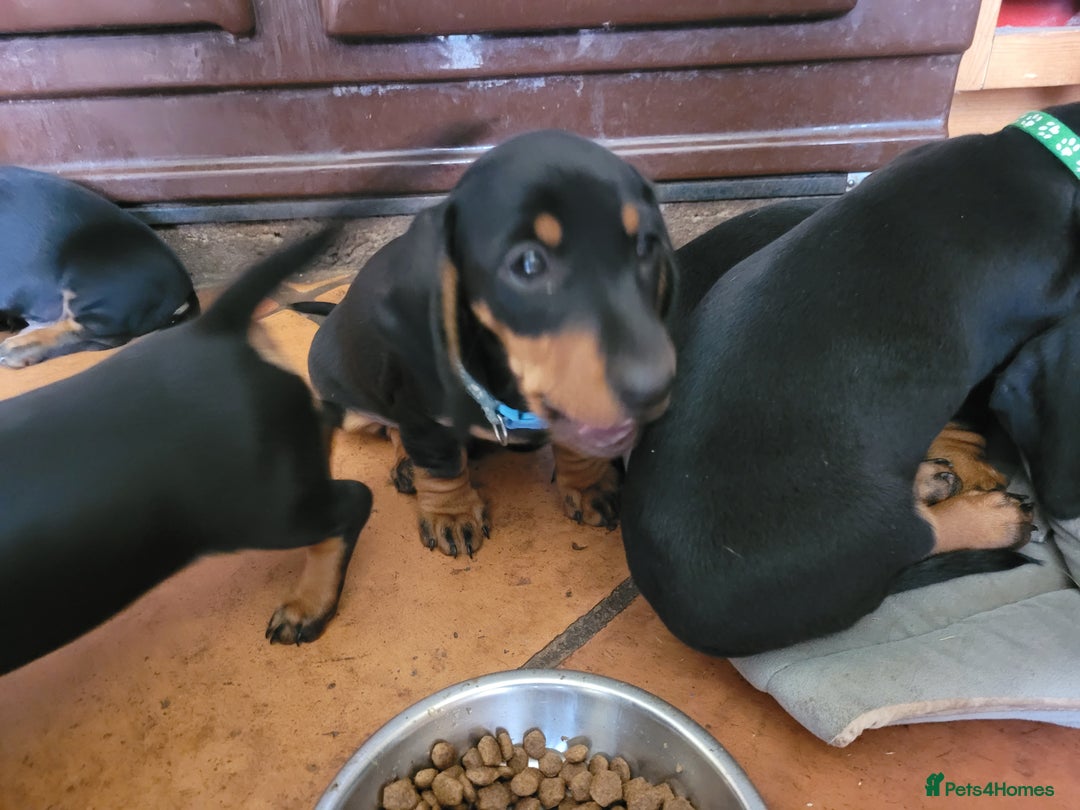 Miniature Dachshund dogs for sale: Gorgeous pure miniature daschunds - Image 4