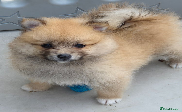 Pomsky dogs - Advert 3