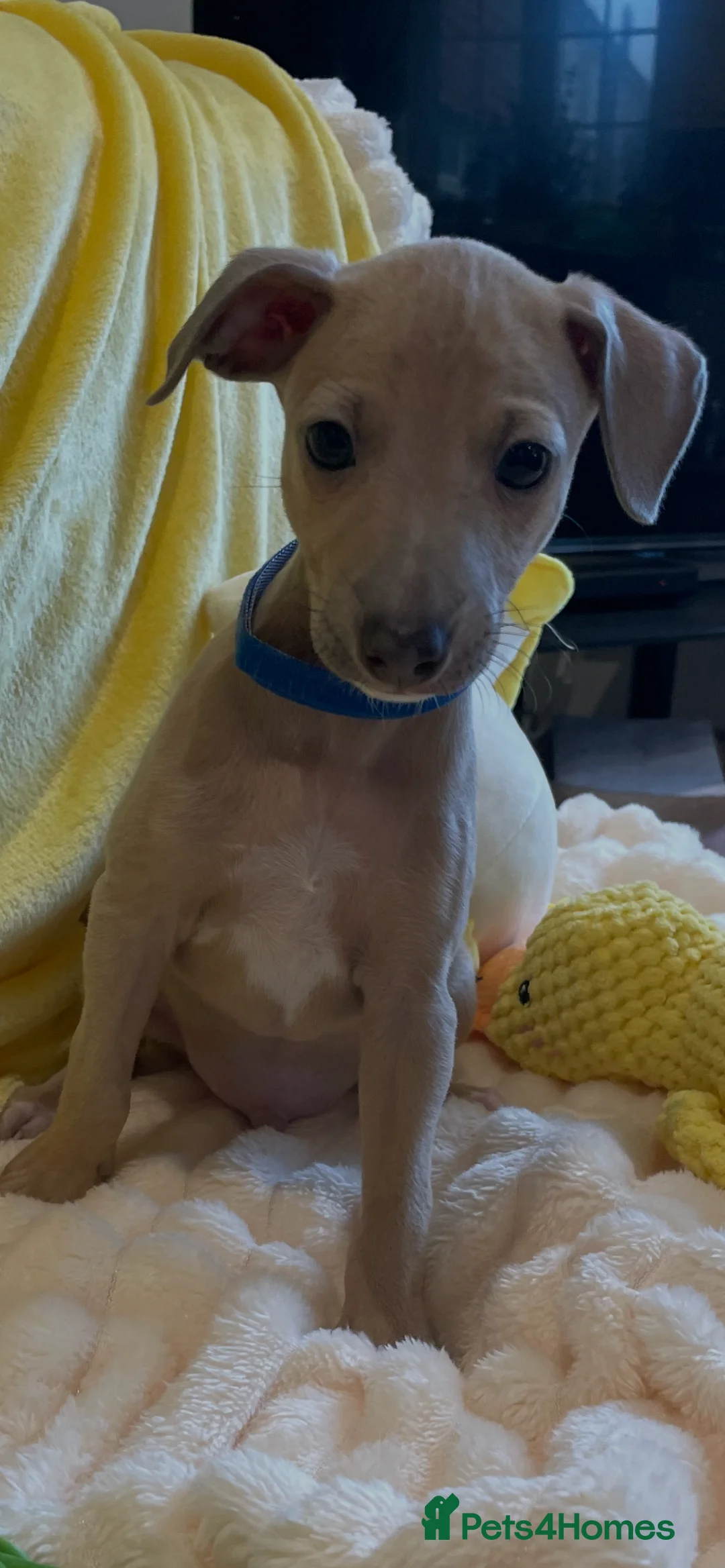 Mixed Breed dogs for sale: Gorgeous 3/4 ITALIAN GREYHOUND pups - Advert 17