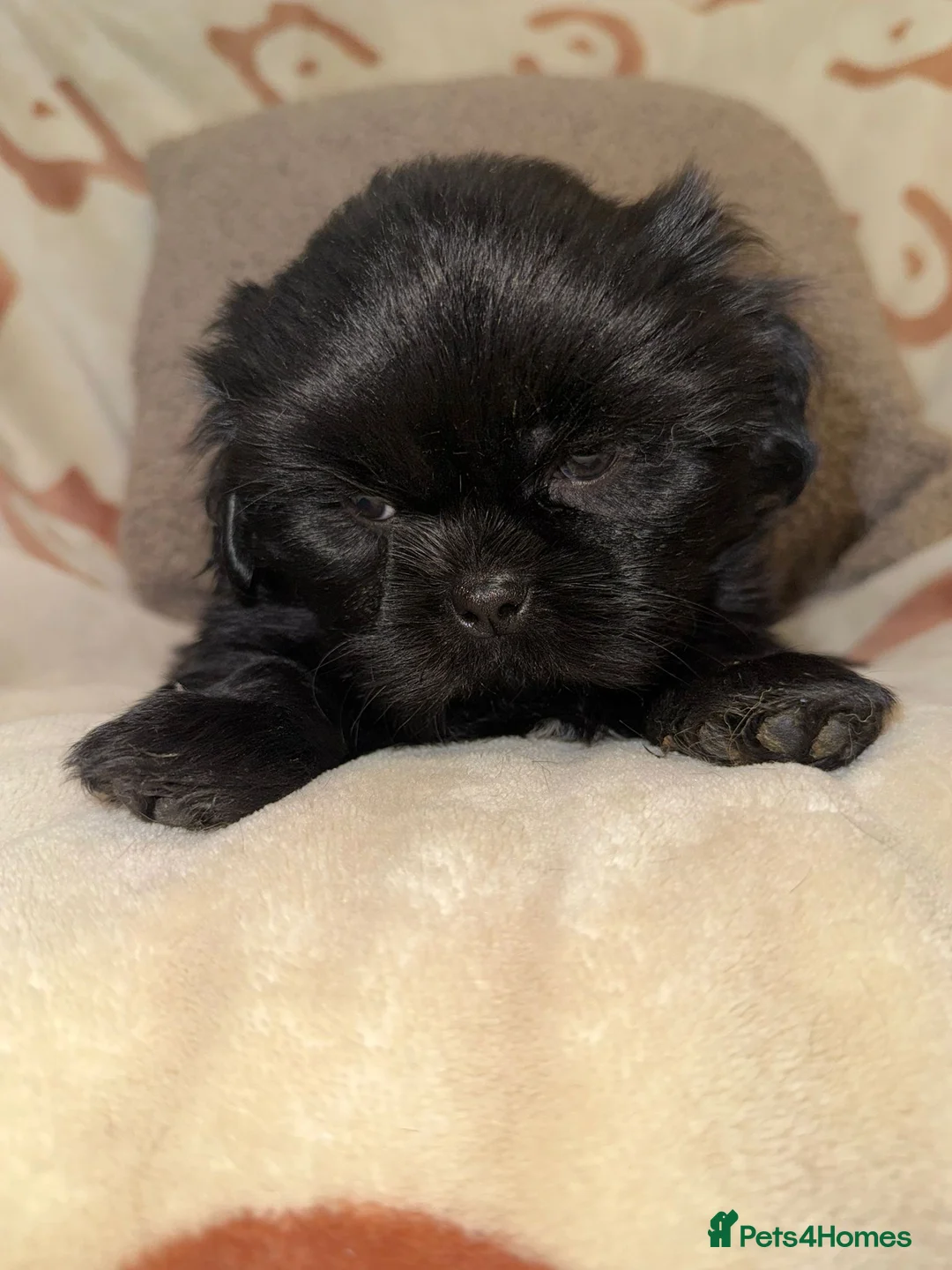 Shih Tzu dogs for sale: Stunning Black Shih Tzu Puppies - Advert 22