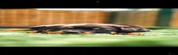 Rottweiler dogs for sale: 🐾 KC Registered Rottweiler Puppies for sale in Huddersfield - Advert 8