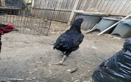 Chickens poultry for sale: Aseel cross cockerel, aseel hens & shamo hen in London - Image 5