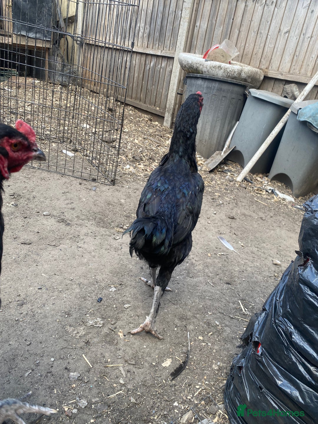 Chickens poultry for sale: Aseel cross cockerel, aseel hens & shamo hen in London - Image 5