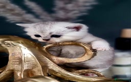 British Shorthair cats for sale: Blue eyed Silver tabby shaded BSH x Russian blue  - Image 21