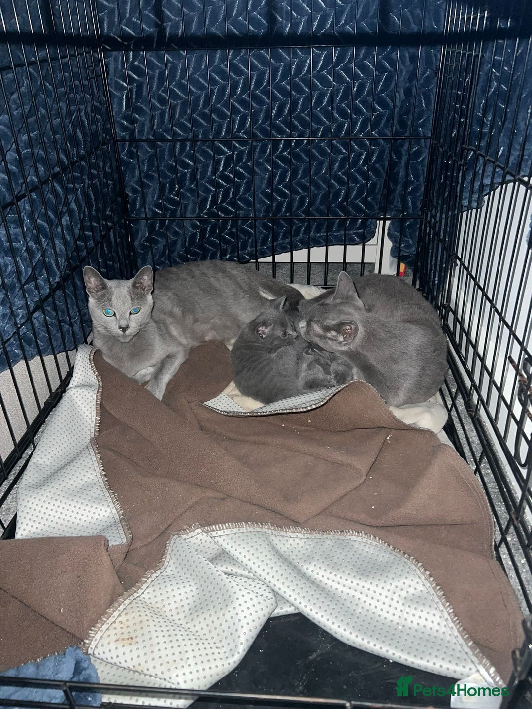 Russian Blue cats for sale: Gorgeous Championship Russian blue kittens  - Advert 18