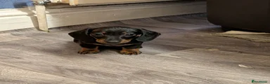 Miniature Dachshund Puppy 1