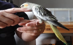 Cockatiels birds for sale: HAND REARED COCKATIELS , - Image 3