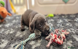 Labrador Retriever dogs for sale: THE LAST 4 KC HEALTH TESTED LABS READY TO NOW.  - Image 16