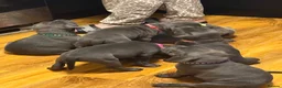 Staffordshire Bull Terrier dogs for sale: Beautiful kc registered Staffords bull terrier  - Advert 32
