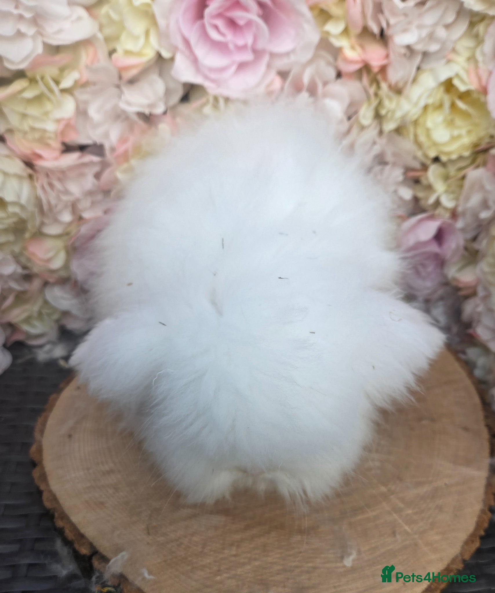 Angora rabbits for sale: Teddywidders - Advert 36