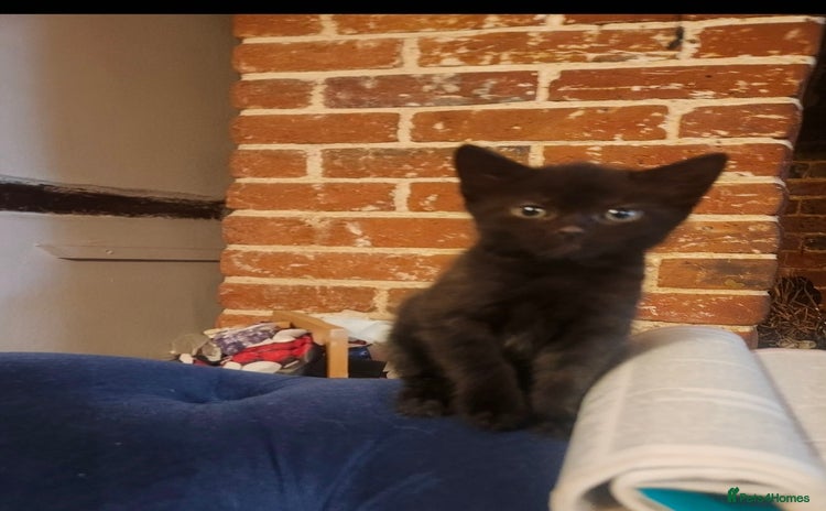 Mixed Breed cats - Advert 3