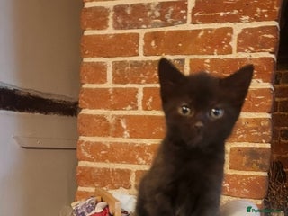 Mixed Breed cats - Advert 5