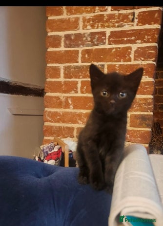 Mixed Breed cats - Advert 3