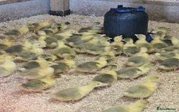 Geese poultry for sale: Day old Goslings for sale  in Shifnal - Image 1