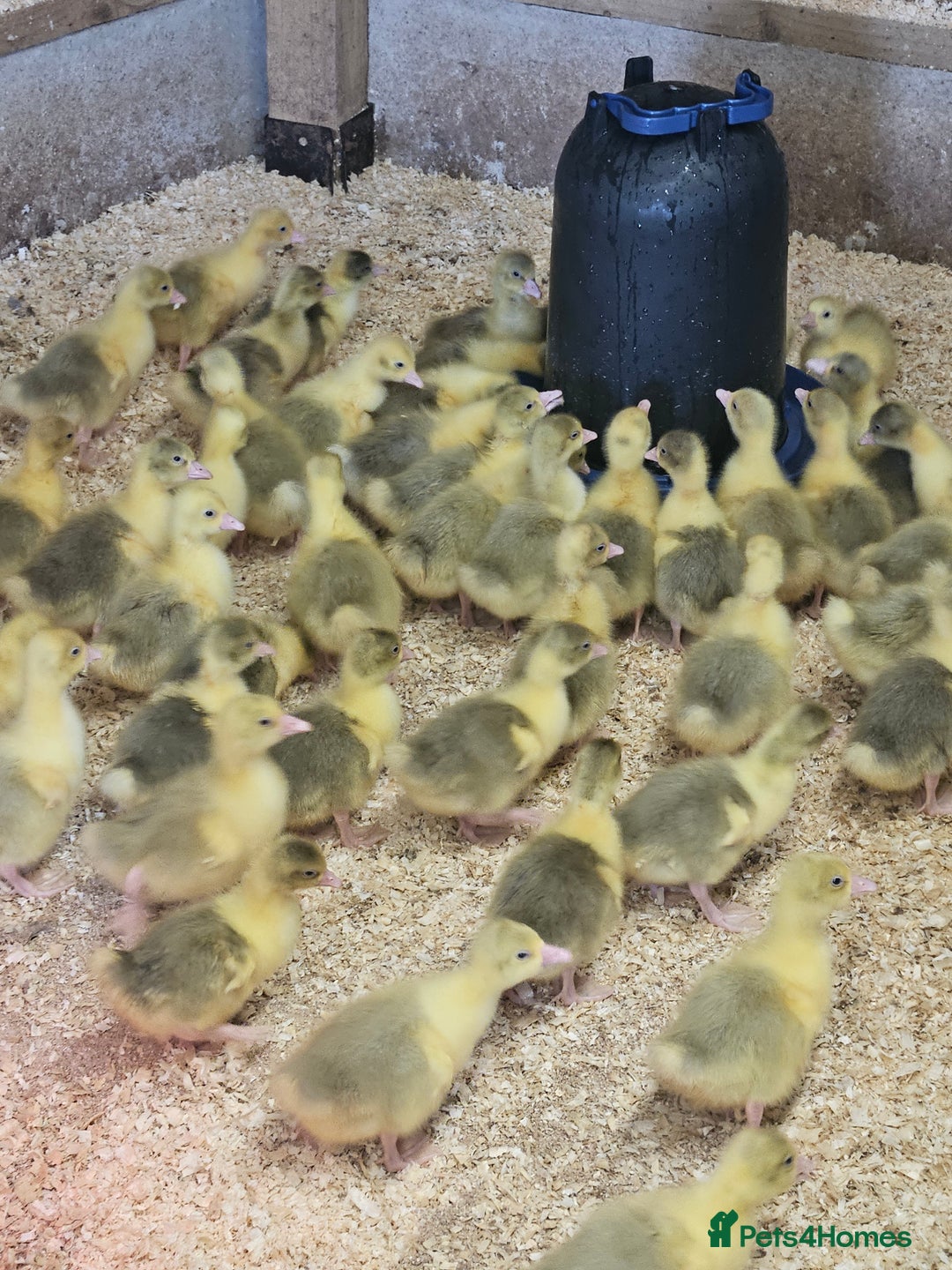 Geese poultry for sale: Day old Goslings for sale  in Shifnal - Image 1