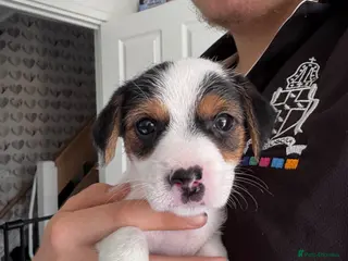 Jack Russell dogs 1 lovely little girl Jack russell - Advert 6