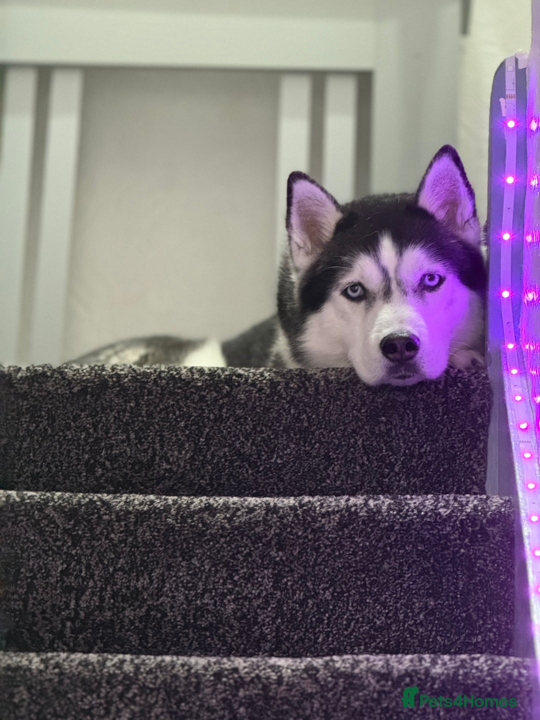 Siberian Husky dogs for stud: 🐺Lucky🐺 in Birmingham - Advert 32