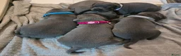 Staffordshire Bull Terrier dogs for sale: Stunning KC reg SBT BLUE PUPS - Advert 12
