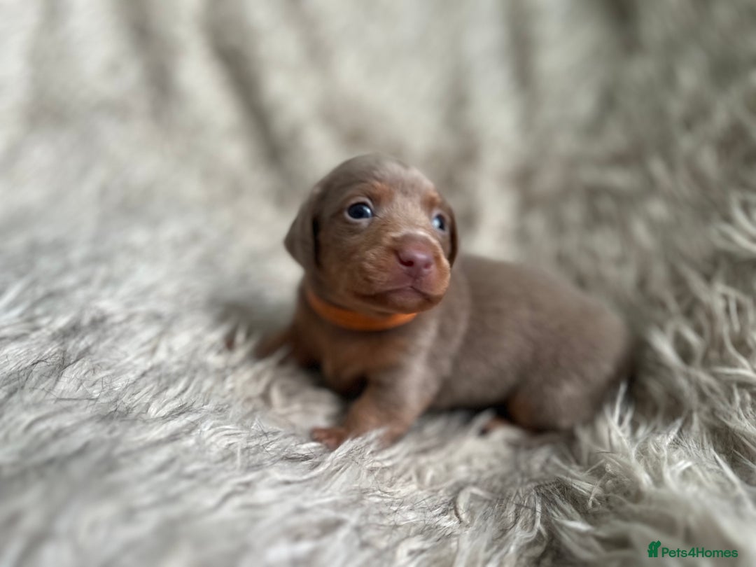 Dachshund dogs for sale: Beautiful mini dachshund babies  - Image 18