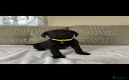 Labrador Retriever dogs for sale: Labador puppies  - Image 9