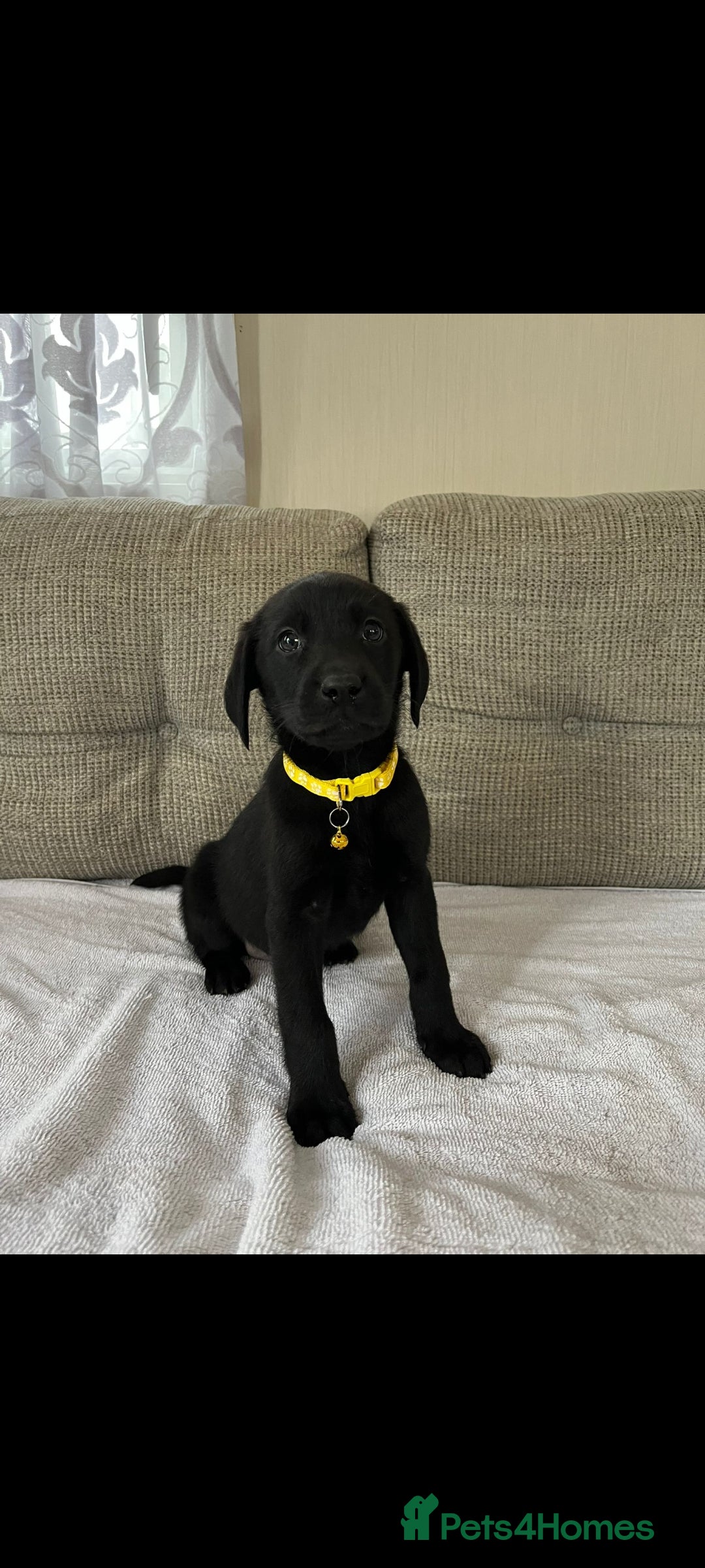 Labrador Retriever dogs for sale: Labador puppies  - Image 9