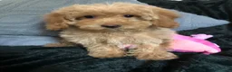 Cockapoo dogs for sale: cockapoo puppies for sale  - Advert 5