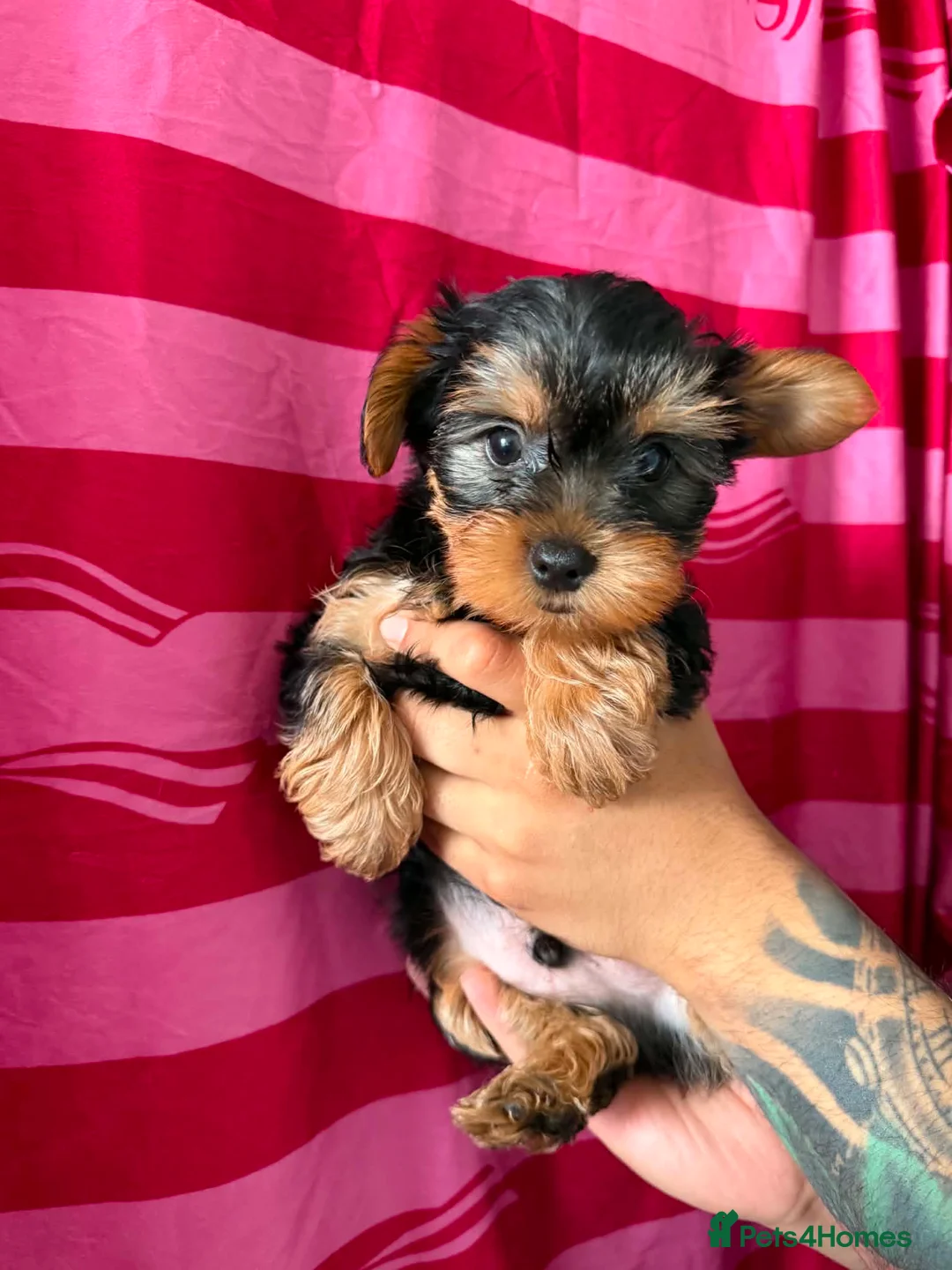 Yorkshire Terrier dogs for sale: 4 lovely puppies  - Advert 2