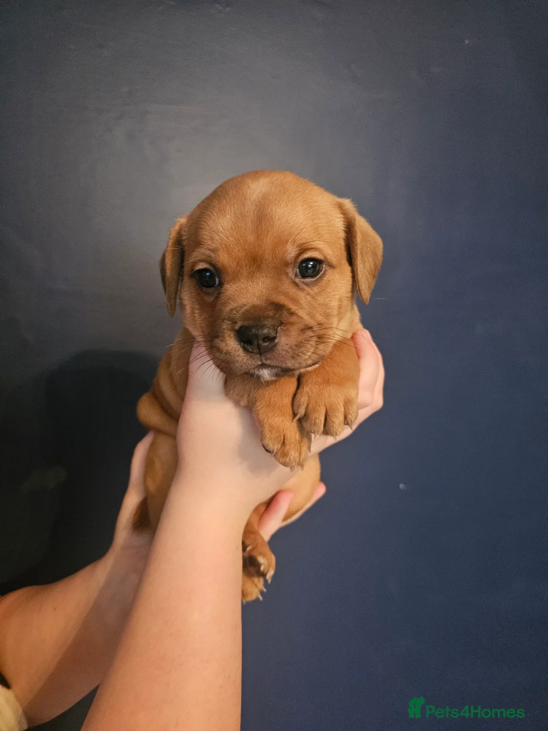 Staffordshire Bull Terrier dogs for sale: Red staffordshire bull terrier pups - Advert 10