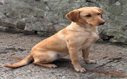 Labrador Retriever dogs for sale: Quality bred dual purpose Labrador pups  in Haltwhistle - Image 3