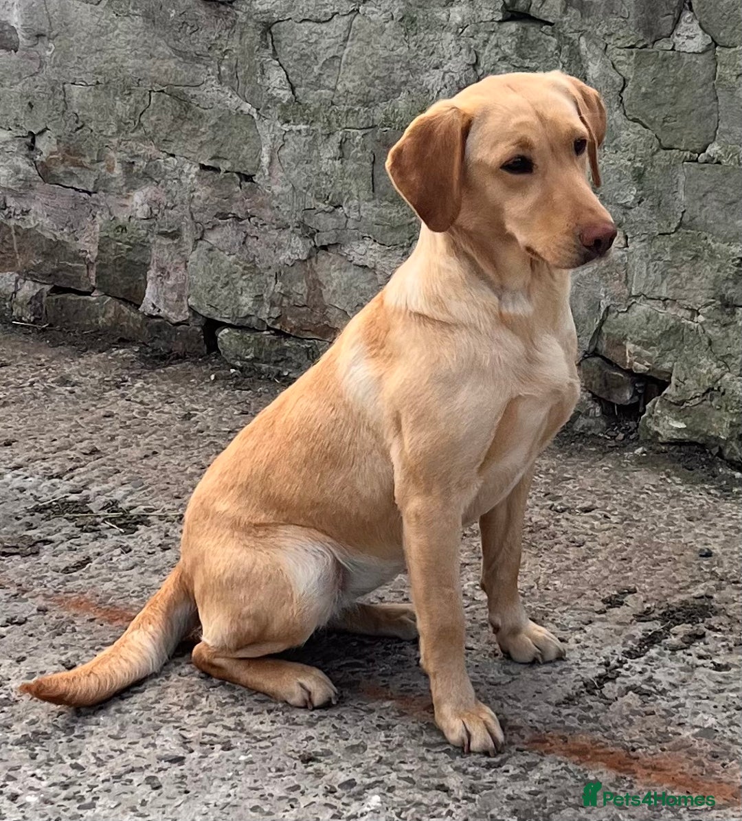 Labrador Retriever dogs for sale: Quality bred dual purpose Labrador pups  in Haltwhistle - Image 3