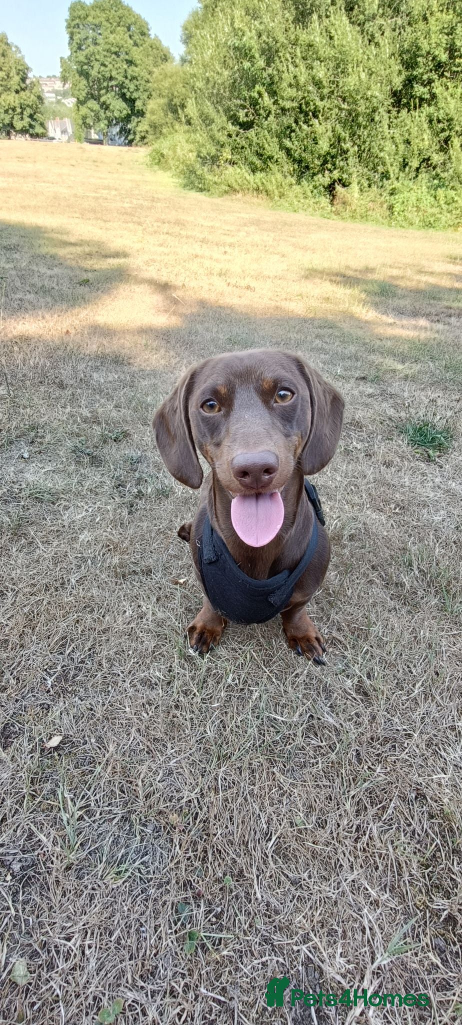 Miniature Dachshund dogs Dachshund for stud - Advert 1
