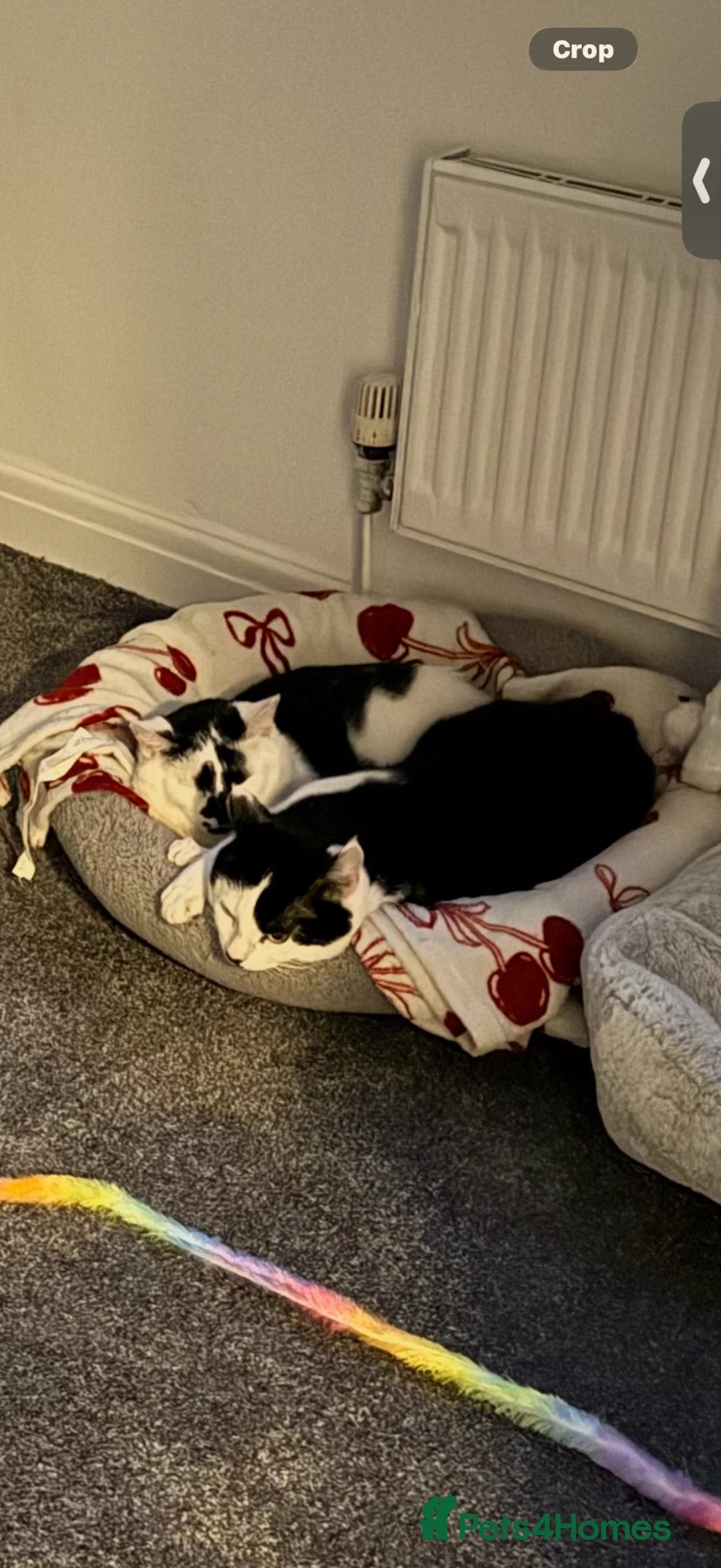 Mixed Breed cats for sale: 2 male cats for adoption  - Advert 7
